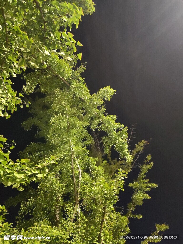 夜空下的繁茂绿树