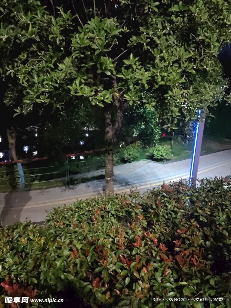夜晚绿植景观