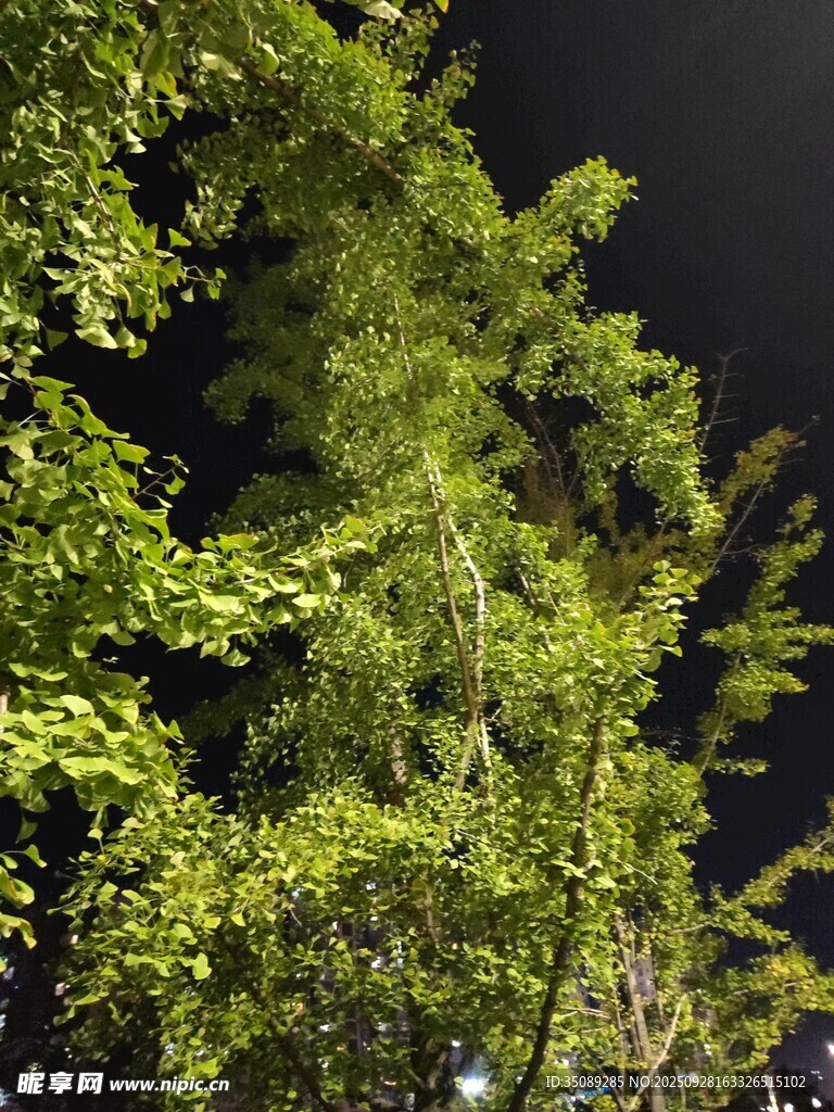 夜晚下的葱郁绿植