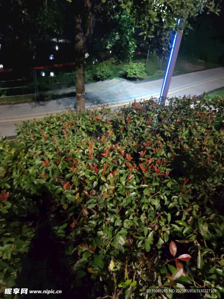 夜晚绿植景观