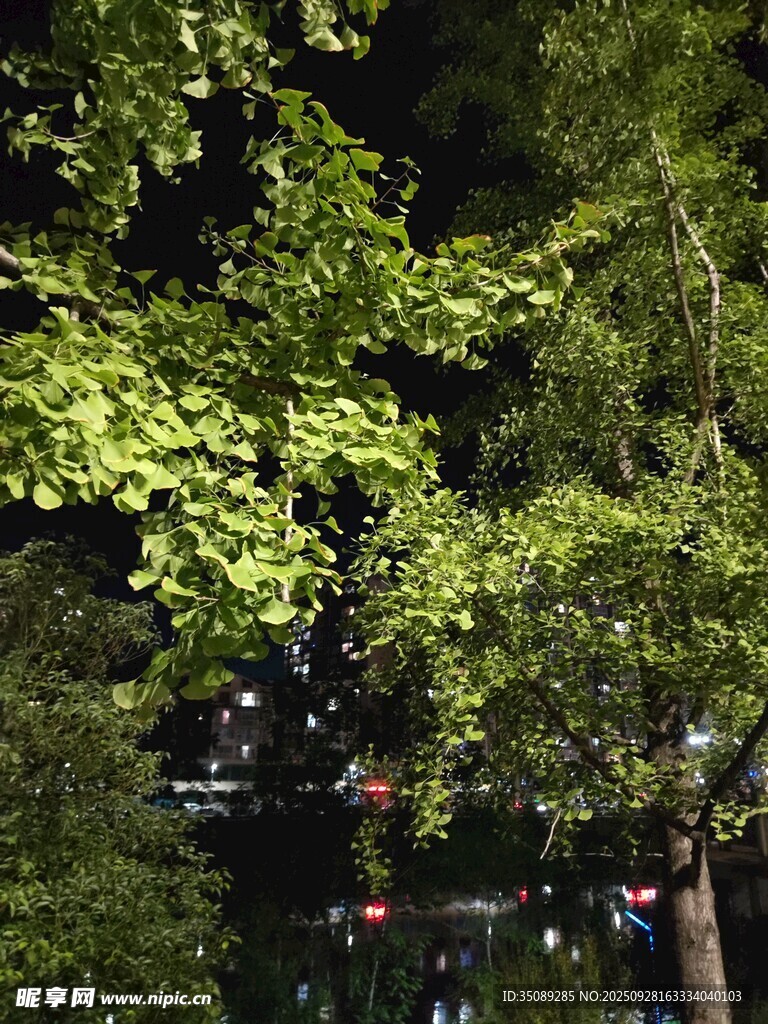 夜晚葱郁绿树景观