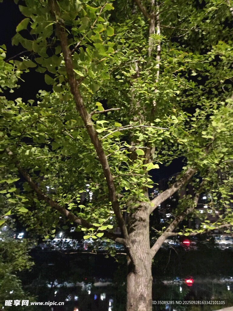 夜晚中的葱郁树木