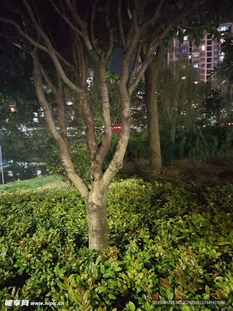 夜晚园林中的树木与绿植