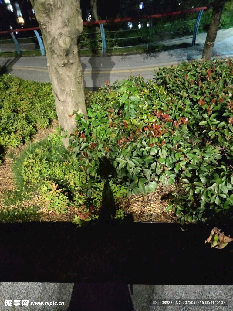 夜晚树下绿植景观