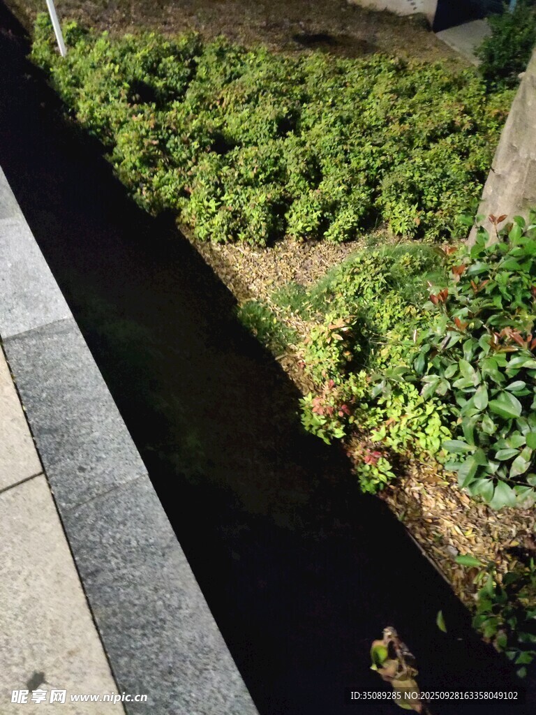 路边绿植景观