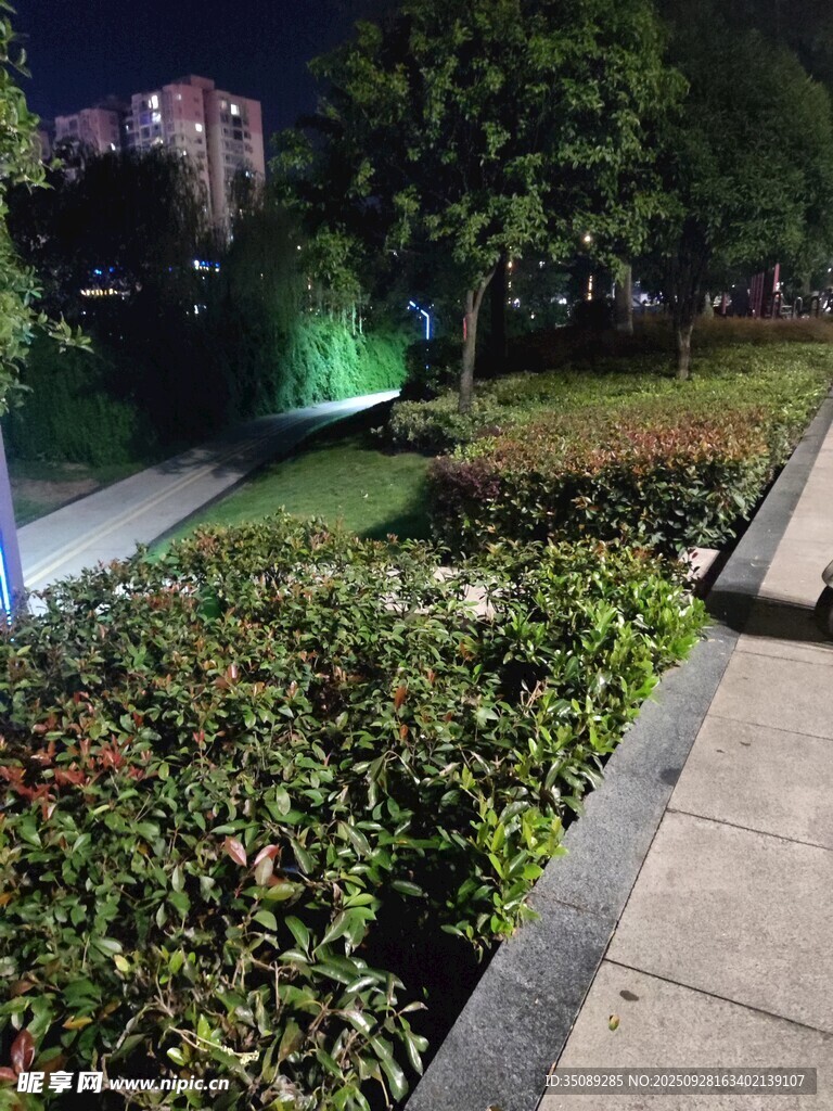 夜晚街边绿植景观