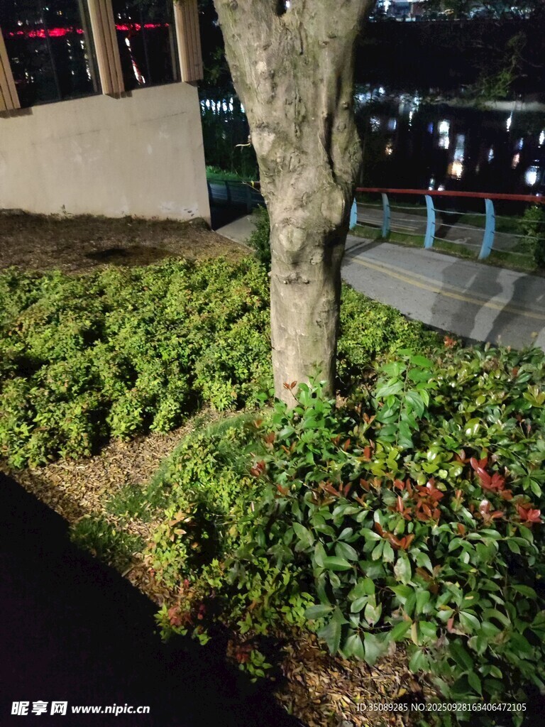 夜晚树下绿植景观