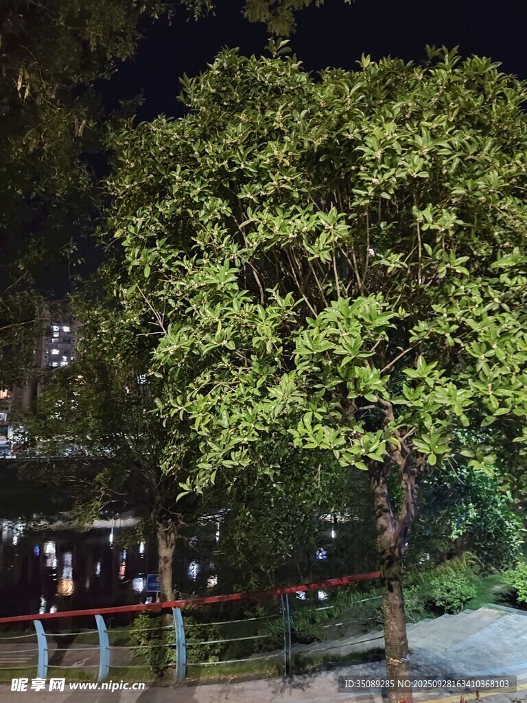 夜晚公园中的葱郁大树