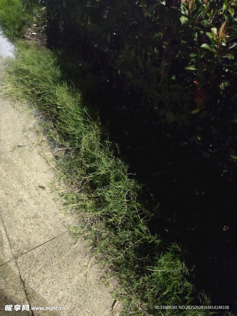 小径旁的翠绿野草