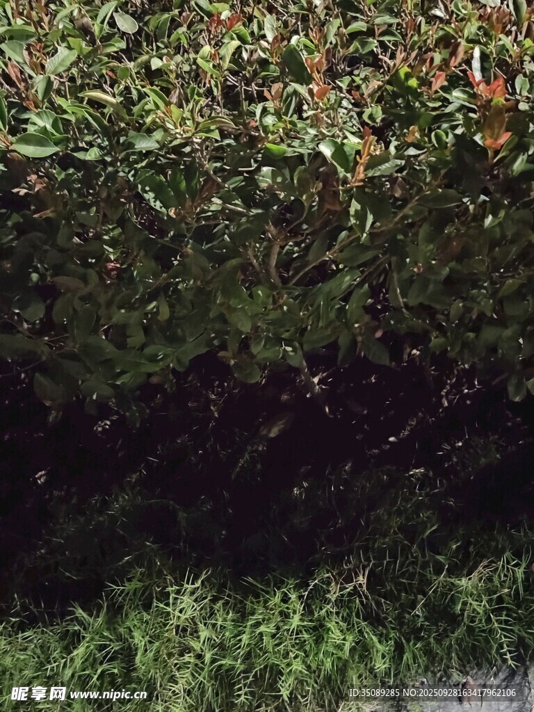 茂密绿植景观