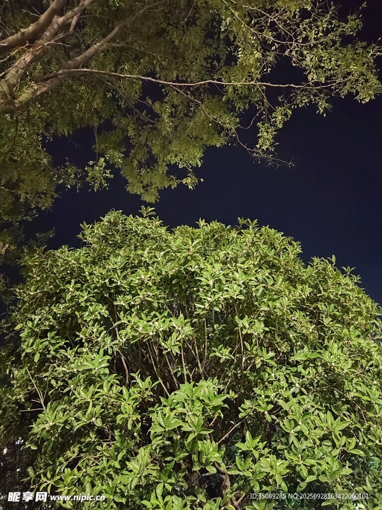 夜晚下的繁茂绿树