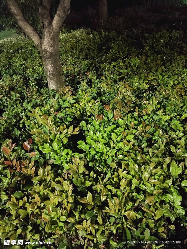 夜晚树下的葱郁绿植