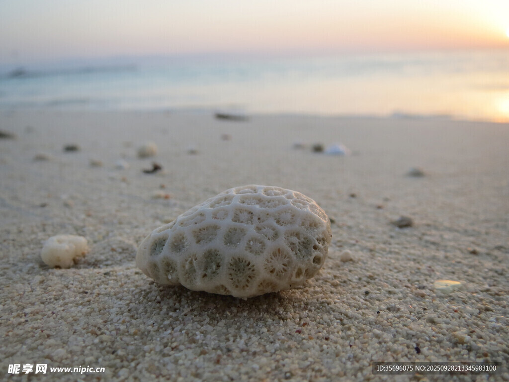 沙滩上的独特海胆壳