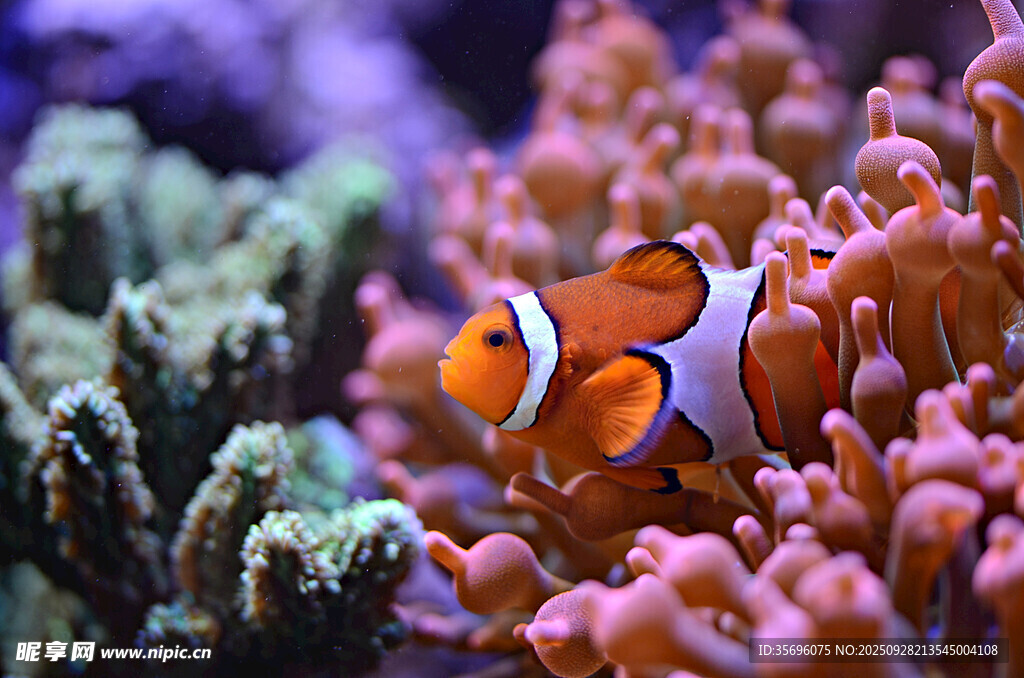 小丑鱼悠游于缤纷海葵间