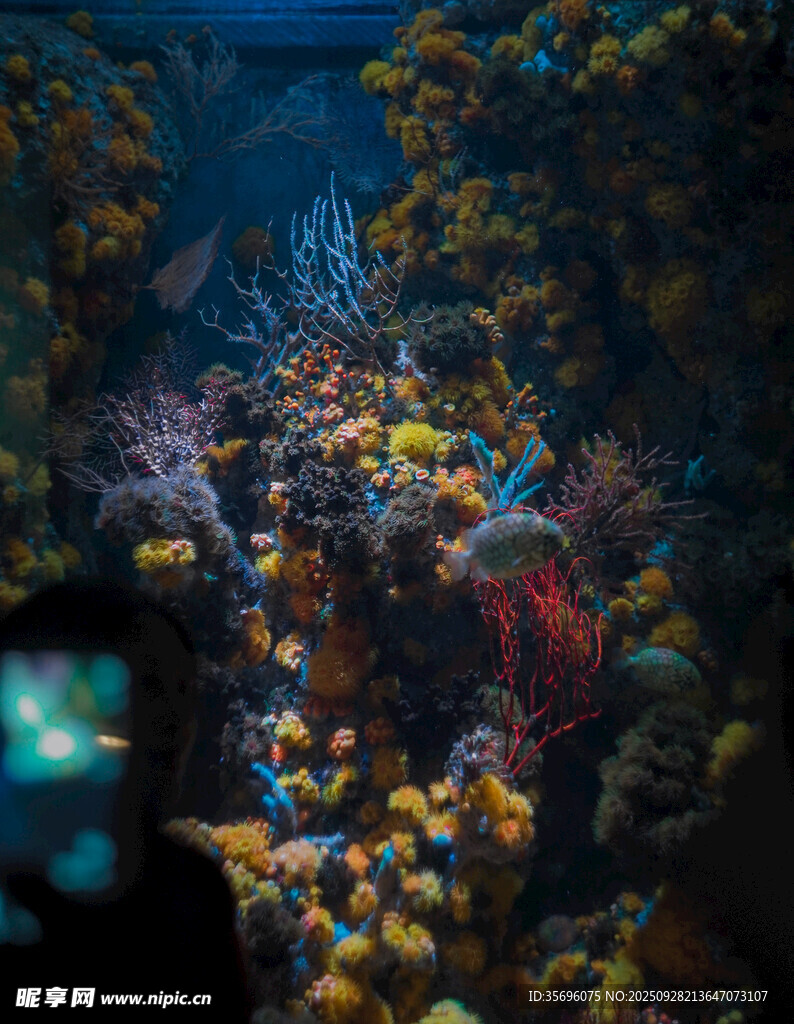 海底绚烂珊瑚景观
