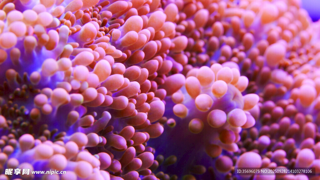 绚丽多彩的珊瑚景观