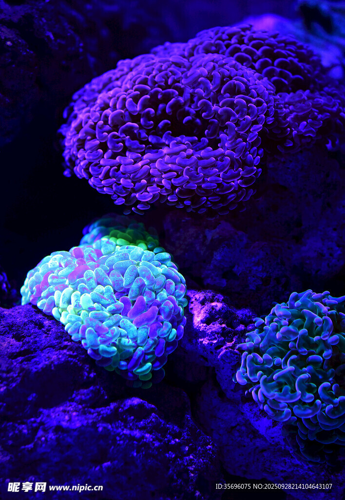 梦幻紫蓝光下的海底珊瑚