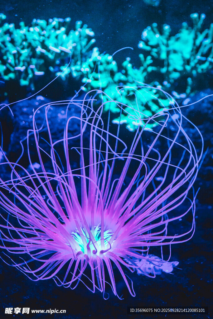 梦幻紫色海葵绽放海底