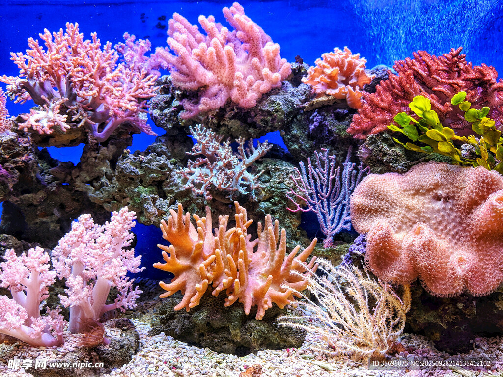 多彩海底珊瑚景观
