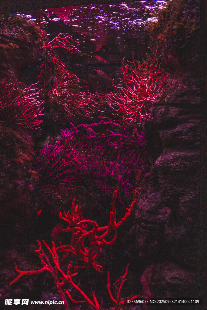 梦幻红色水下珊瑚景观