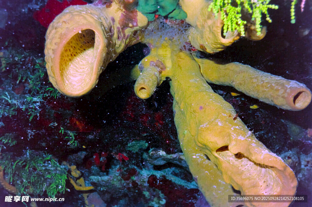海底奇异海绵生物景观