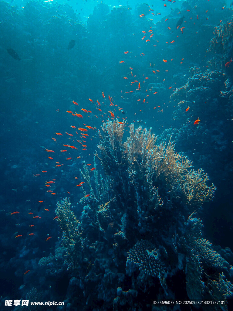 海底珊瑚与缤纷鱼群景观