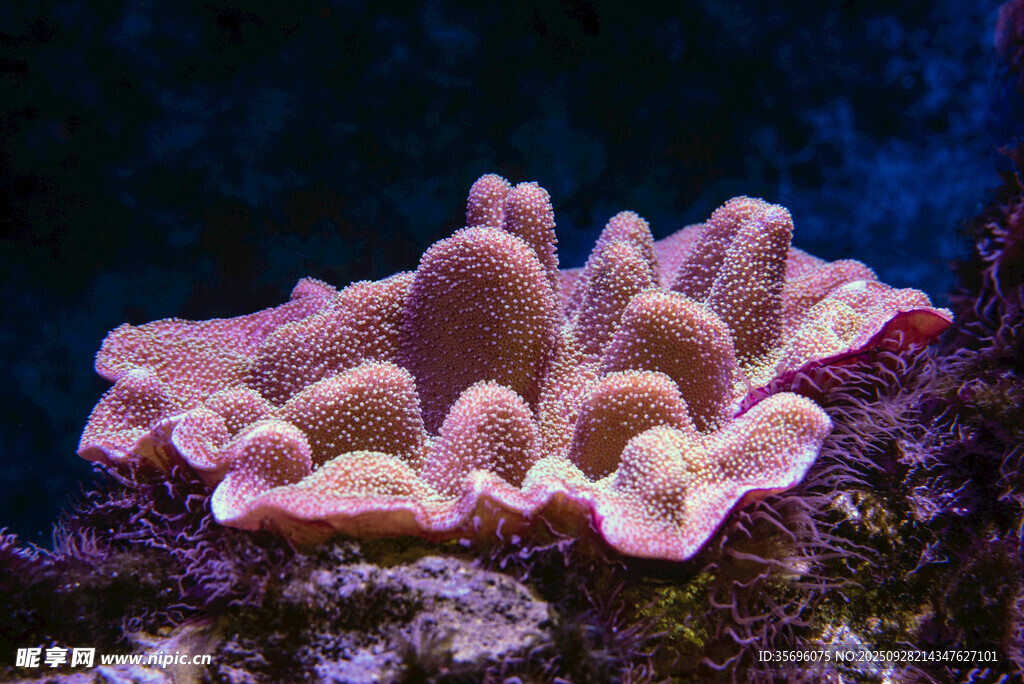 粉色珊瑚特写