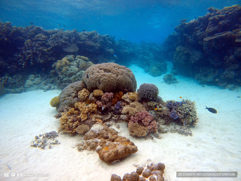 海底多彩珊瑚景观