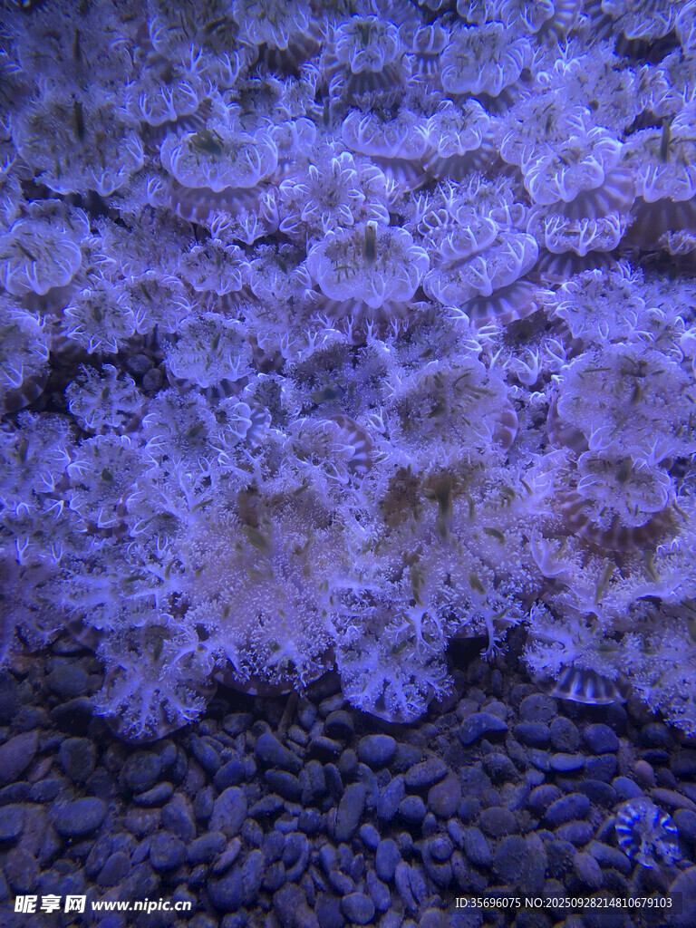 多彩珊瑚纹理特写