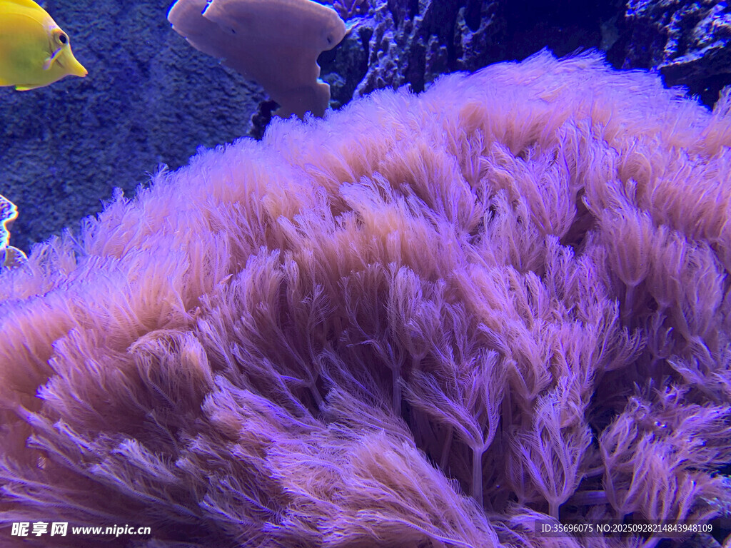 紫色海葵特写