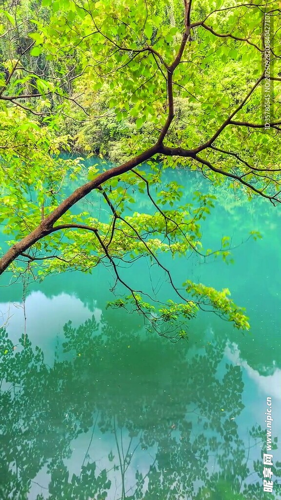 翠绿树枝下的澄澈湖水