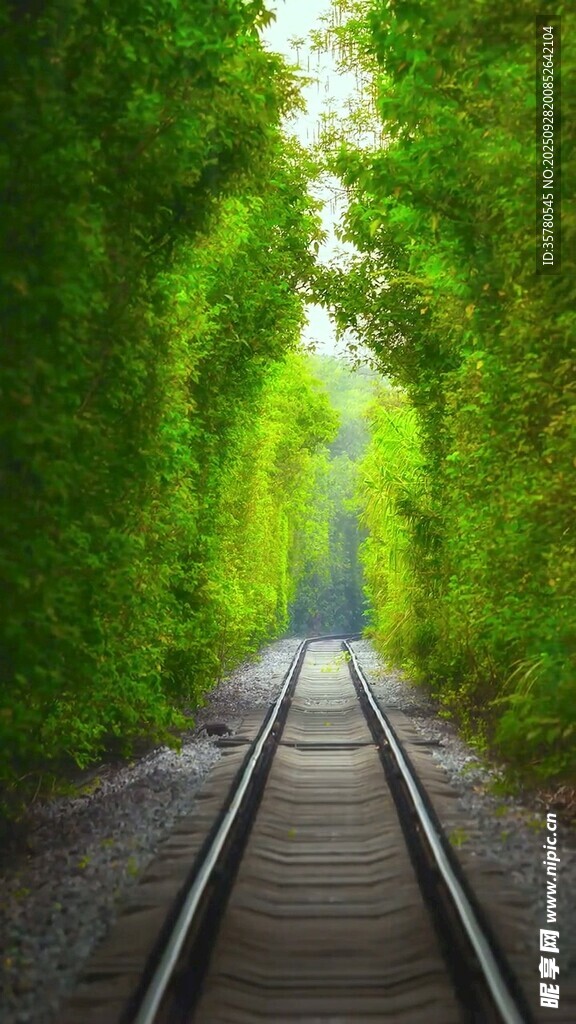 绿荫环绕的铁路轨道