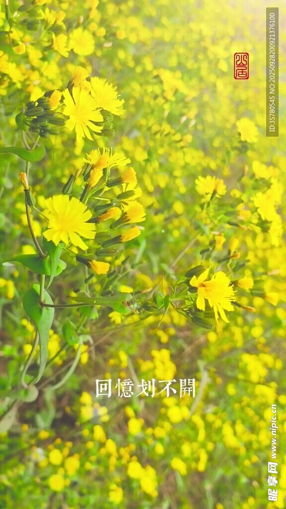 金黄灿烂的美丽菊花绽放