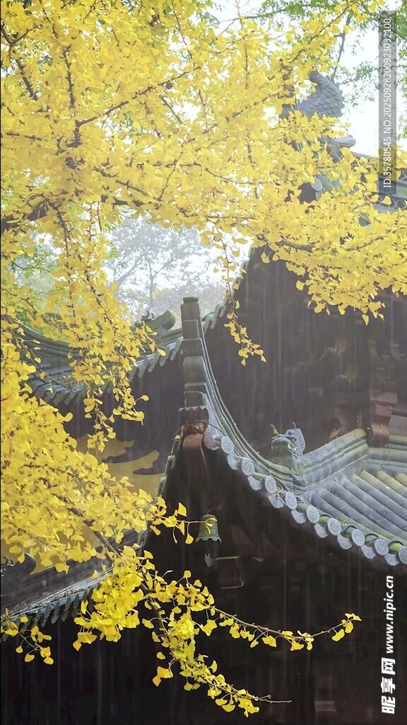 古建旁金黄银杏美景