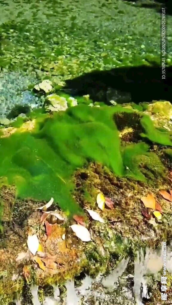 水底绿植与沙石景观
