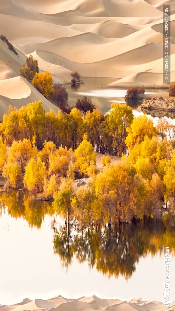 沙漠胡杨映水的绝美秋景