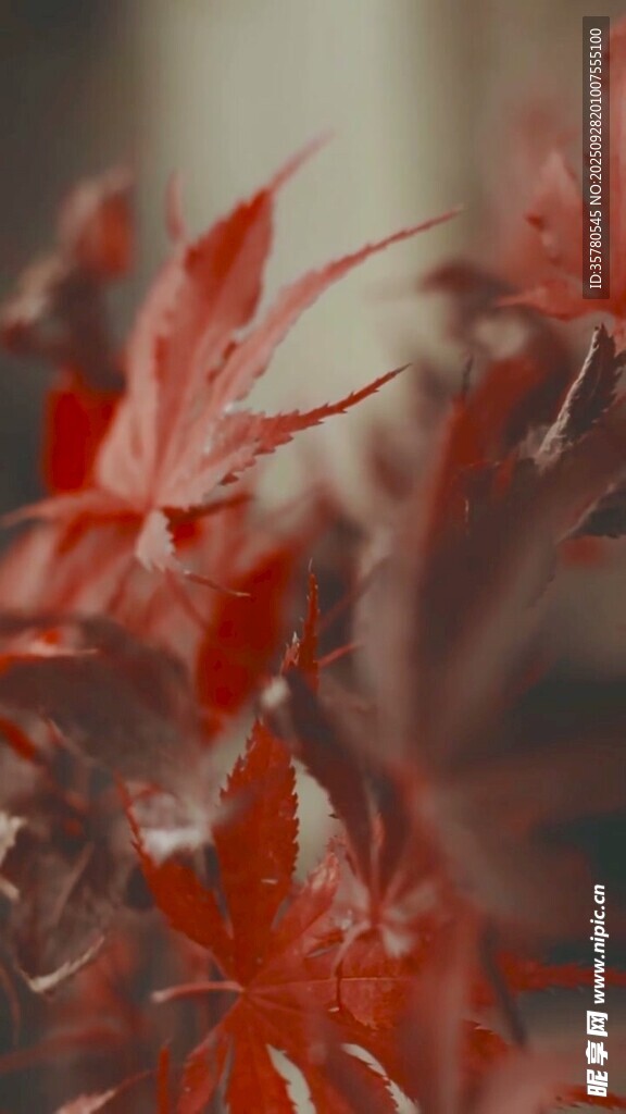 山水自然风景视频素材