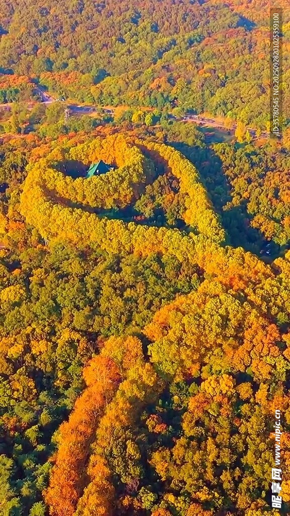 秋日蜿蜒彩林航拍美景