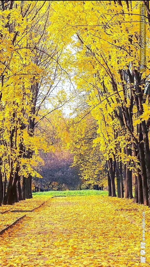 秋日金黄林荫道美景