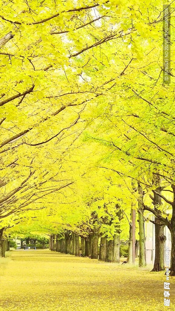 金黄银杏林的静谧美景