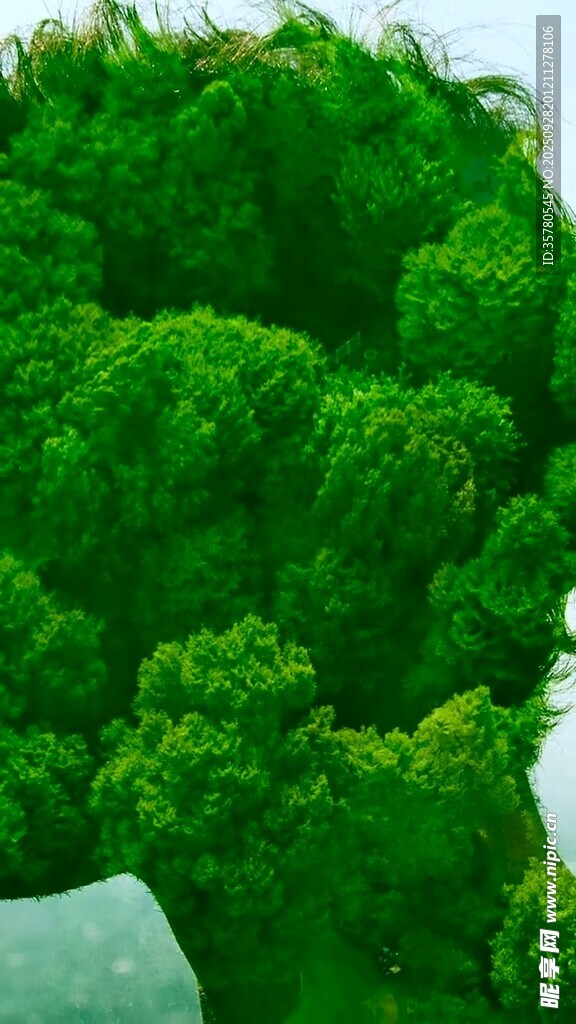 绿意盎然的奇特树木景观