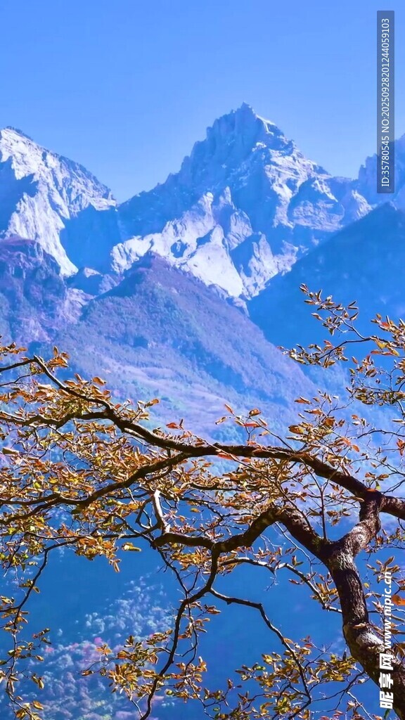 雪山下的金黄树枝美景