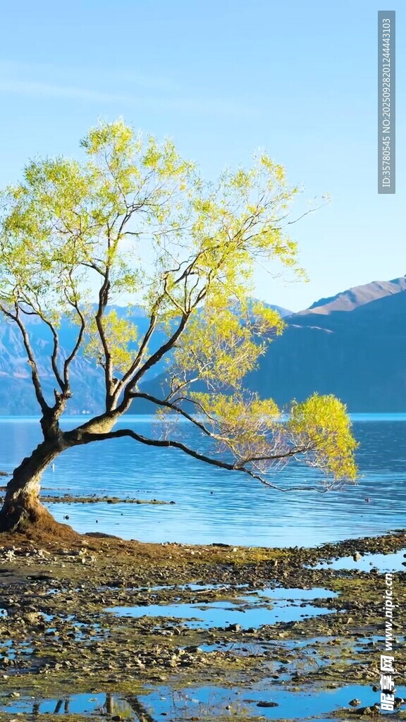 湖畔孤树的美丽景致