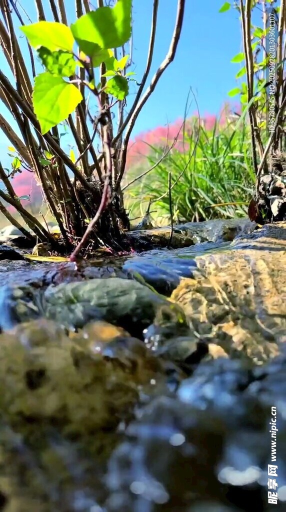 溪边绿植与潺潺流水