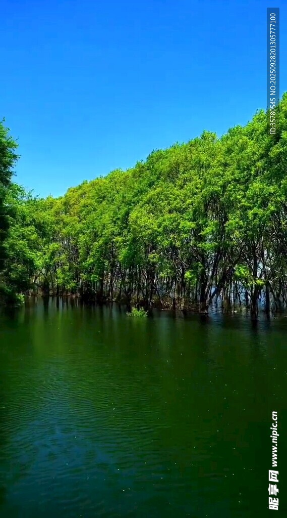 宁静湖畔绿树成荫