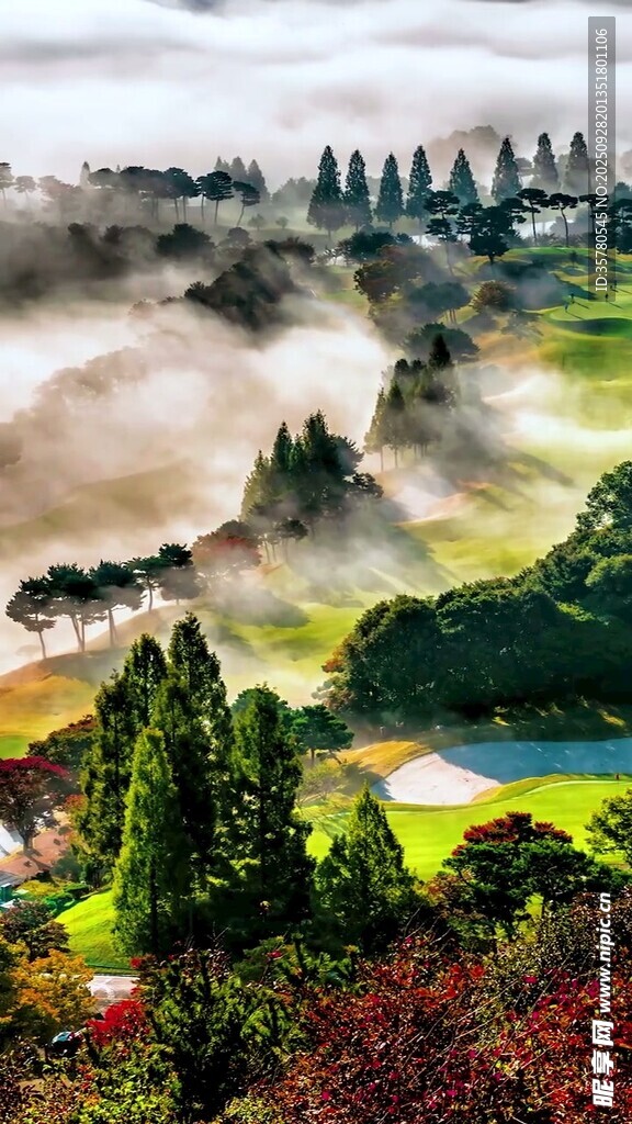 山间晨雾中的多彩森林景观