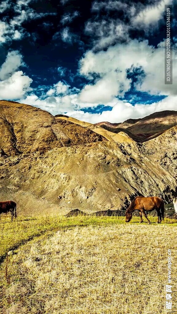 草原上的马匹与壮丽山景