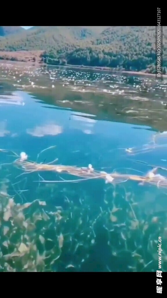 碧波上的龙舟竞渡