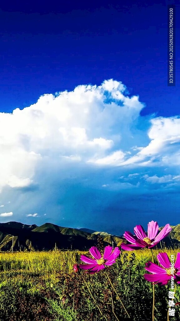 蓝天花海间的美丽景致