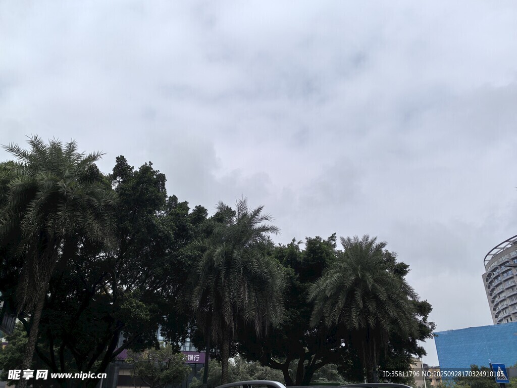 城市中的棕榈树景观